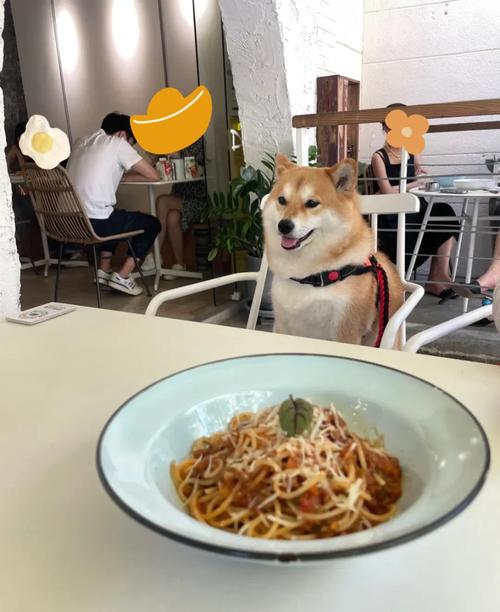 上海寵物友好餐廳 噓無(wú)聲服務(wù)與貼心寵物服務(wù)